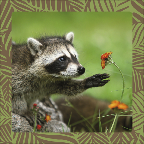 Weitere Ansicht: Achtung wild - Tiere aus aller Welt 2026