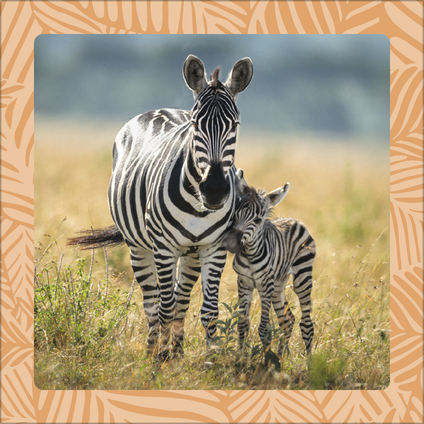 Weitere Ansicht: Achtung wild - Tiere aus aller Welt 2026