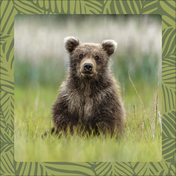 Weitere Ansicht: Achtung wild - Tiere aus aller Welt 2026