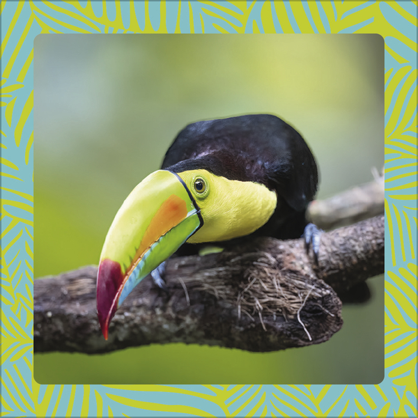 Weitere Ansicht: Achtung wild - Tiere aus aller Welt 2026