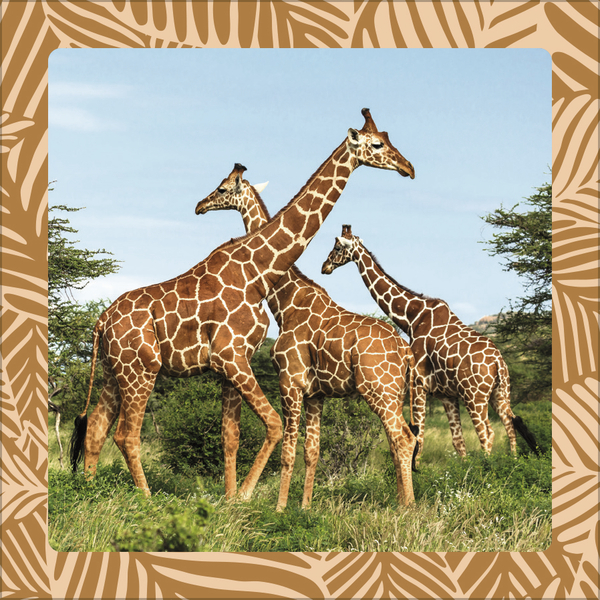 Weitere Ansicht: Achtung wild - Tiere aus aller Welt 2026