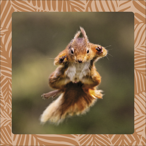 Weitere Ansicht: Achtung wild - Tiere aus aller Welt 2026