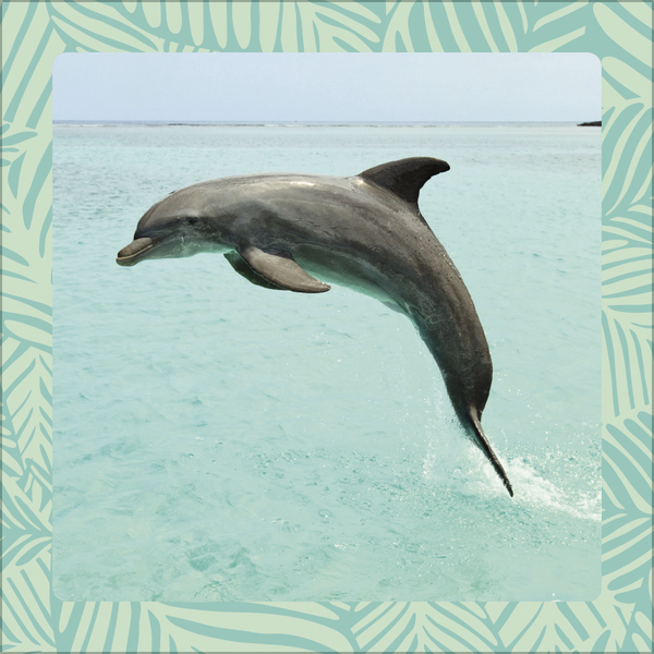 Weitere Ansicht: Achtung wild - Tiere aus aller Welt 2026