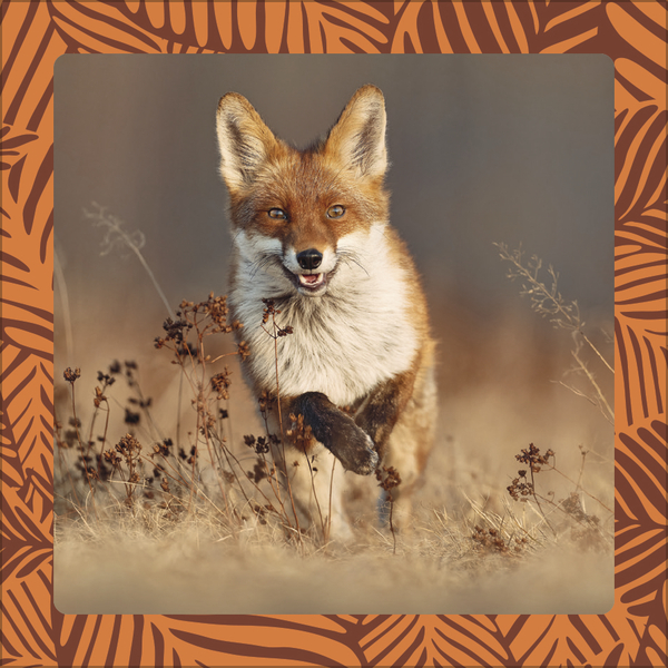 Weitere Ansicht: Achtung wild - Tiere aus aller Welt 2026