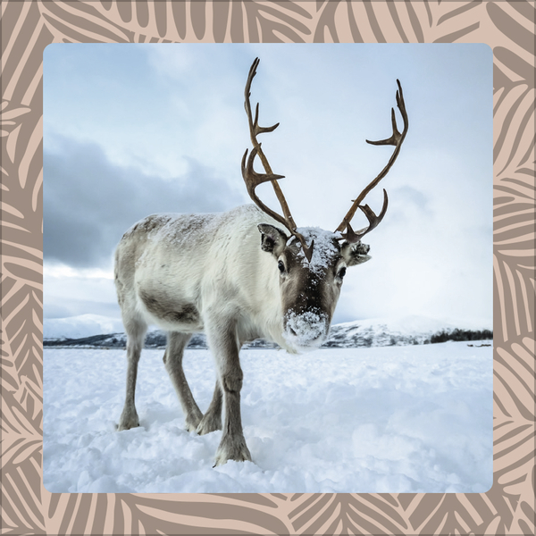 Weitere Ansicht: Achtung wild - Tiere aus aller Welt 2026