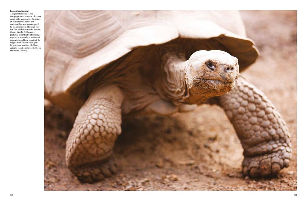 Weitere Ansicht: Galapagos Islands | Tom Jackson