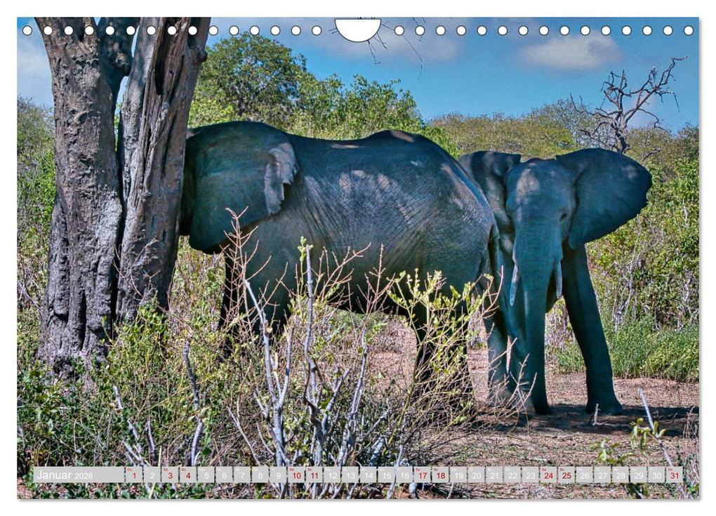 Weitere Ansicht: Namibia - Die Tierwelt vom Caprivi bis Etosha (Wandkalender 2026 DIN A4 quer), CALVENDO Monatskalender | Herbert Böck, Calvendo
