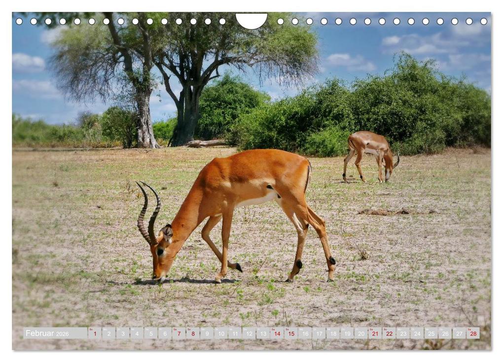Weitere Ansicht: Namibia - Die Tierwelt vom Caprivi bis Etosha (Wandkalender 2026 DIN A4 quer), CALVENDO Monatskalender | Herbert Böck, Calvendo
