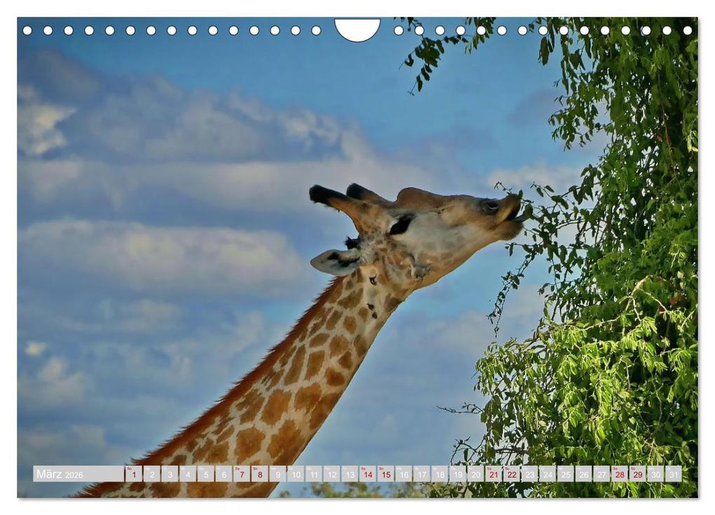 Weitere Ansicht: Namibia - Die Tierwelt vom Caprivi bis Etosha (Wandkalender 2026 DIN A4 quer), CALVENDO Monatskalender | Herbert Böck, Calvendo