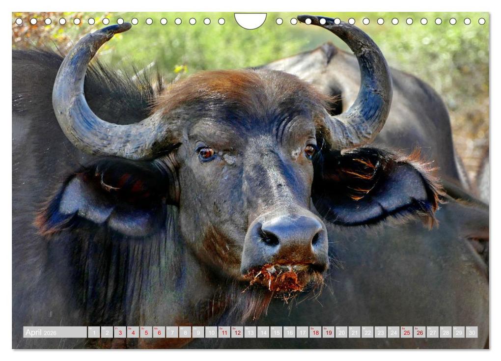 Weitere Ansicht: Namibia - Die Tierwelt vom Caprivi bis Etosha (Wandkalender 2026 DIN A4 quer), CALVENDO Monatskalender | Herbert Böck, Calvendo