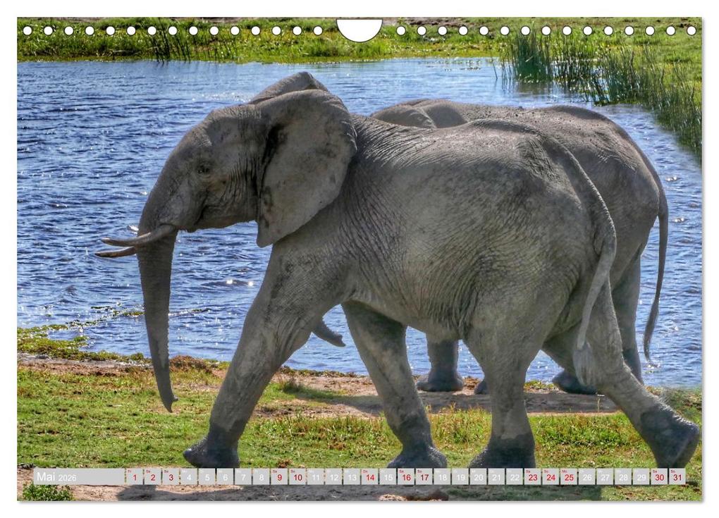 Weitere Ansicht: Namibia - Die Tierwelt vom Caprivi bis Etosha (Wandkalender 2026 DIN A4 quer), CALVENDO Monatskalender | Herbert Böck, Calvendo