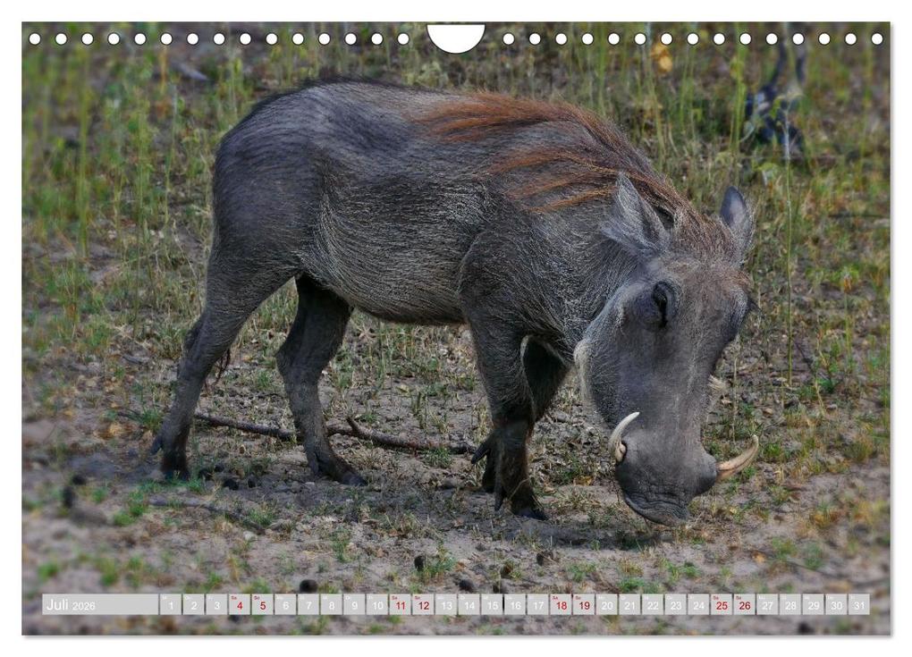 Weitere Ansicht: Namibia - Die Tierwelt vom Caprivi bis Etosha (Wandkalender 2026 DIN A4 quer), CALVENDO Monatskalender | Herbert Böck, Calvendo
