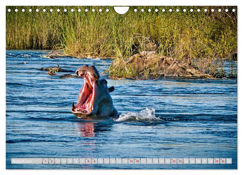 Weitere Ansicht: Namibia - Die Tierwelt vom Caprivi bis Etosha (Wandkalender 2026 DIN A4 quer), CALVENDO Monatskalender | Herbert Böck, Calvendo