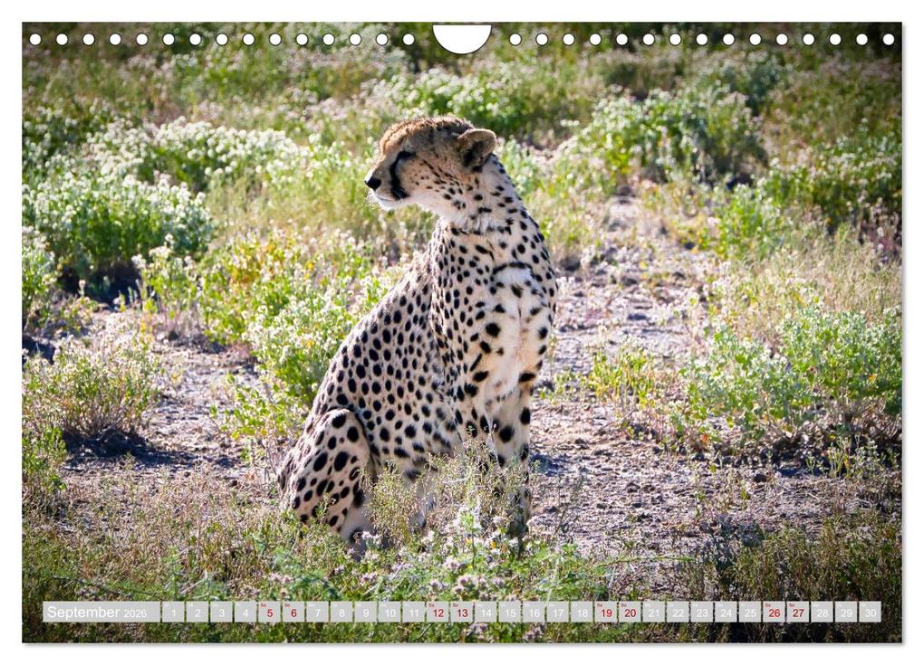 Weitere Ansicht: Namibia - Die Tierwelt vom Caprivi bis Etosha (Wandkalender 2026 DIN A4 quer), CALVENDO Monatskalender | Herbert Böck, Calvendo