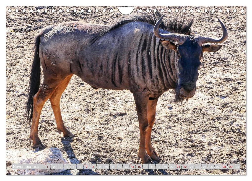 Weitere Ansicht: Namibia - Die Tierwelt vom Caprivi bis Etosha (Wandkalender 2026 DIN A4 quer), CALVENDO Monatskalender | Herbert Böck, Calvendo