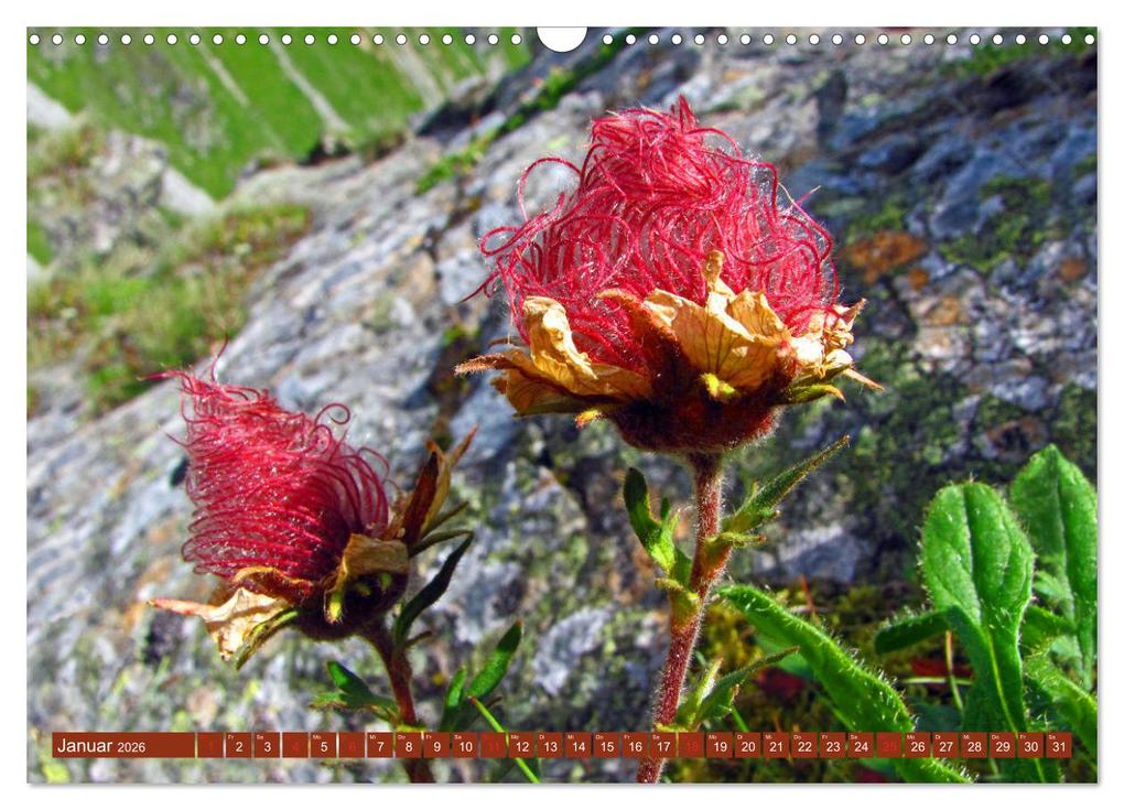 Weitere Ansicht: Meine schönsten Alpenblumen (Wandkalender 2026 DIN A3 quer), CALVENDO Monatskalender | Christa Kramer, Calvendo