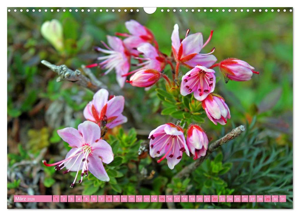 Weitere Ansicht: Meine schönsten Alpenblumen (Wandkalender 2026 DIN A3 quer), CALVENDO Monatskalender | Christa Kramer, Calvendo