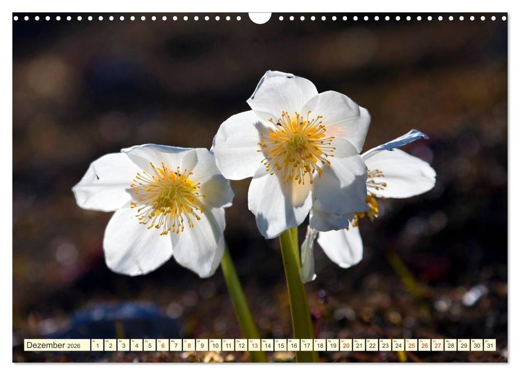 Weitere Ansicht: Meine schönsten Alpenblumen (Wandkalender 2026 DIN A3 quer), CALVENDO Monatskalender | Christa Kramer, Calvendo