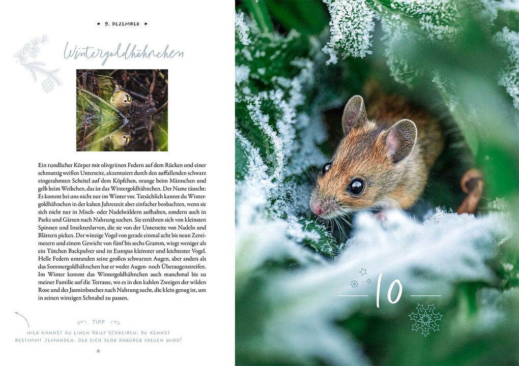 Weitere Ansicht: Winter Moments in Nature - der Adventskalender | Gamander López, Una López