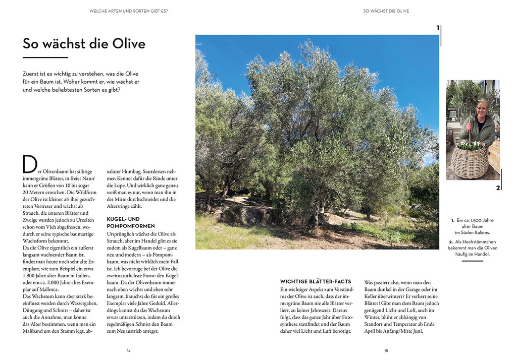 Weitere Ansicht: Olivenbaum ganz einfach | Tina Ullmann