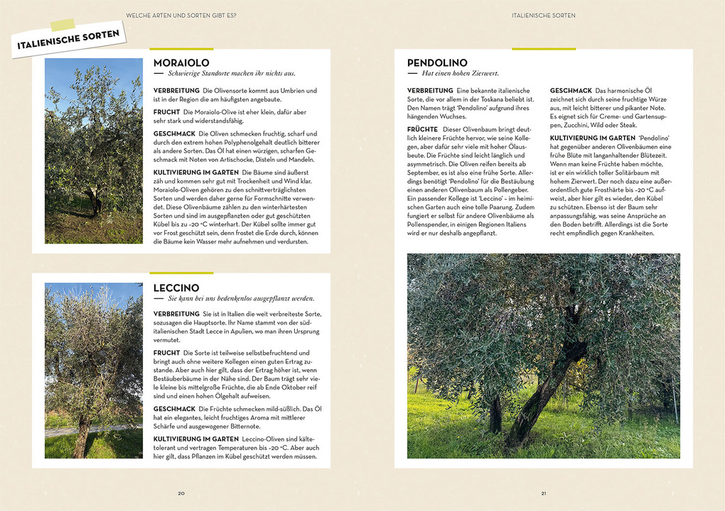 Weitere Ansicht: Olivenbaum ganz einfach | Tina Ullmann