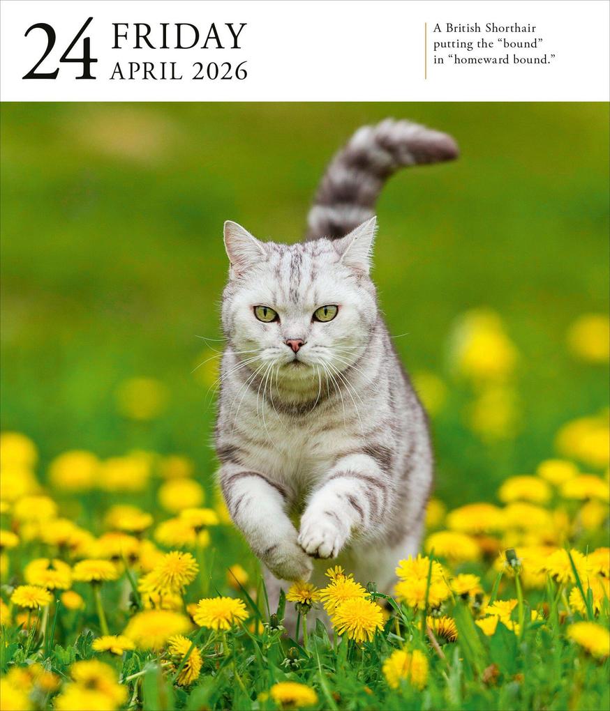 Weitere Ansicht: Cat Page-A-Day® Gallery Calendar 2026