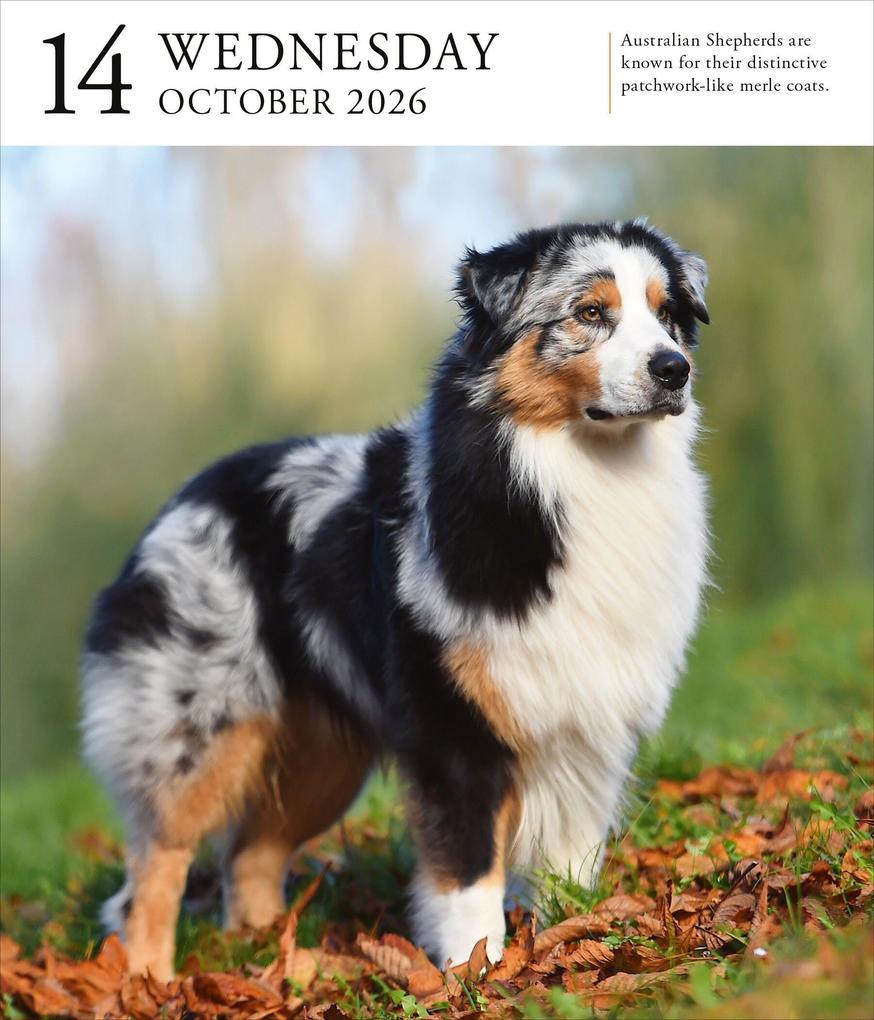 Weitere Ansicht: Dog Page-A-Day(r) Gallery Calendar 2026 | Workman Calendars