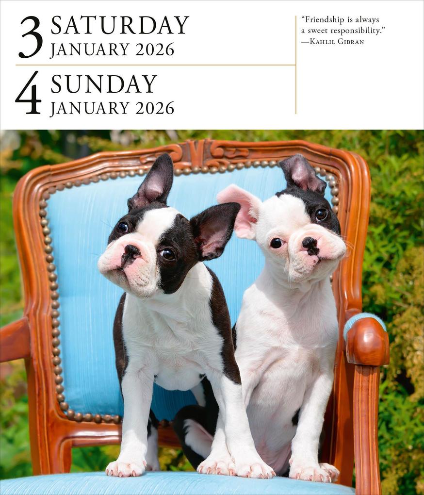 Weitere Ansicht: Dog Page-A-Day(r) Gallery Calendar 2026 | Workman Calendars