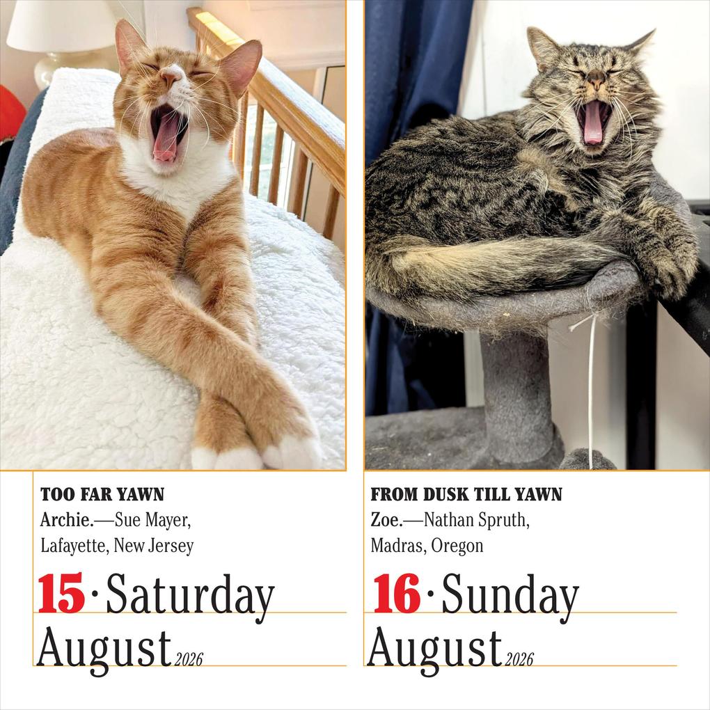 Weitere Ansicht: 365 Cats Page-A-Day® Calendar 2026