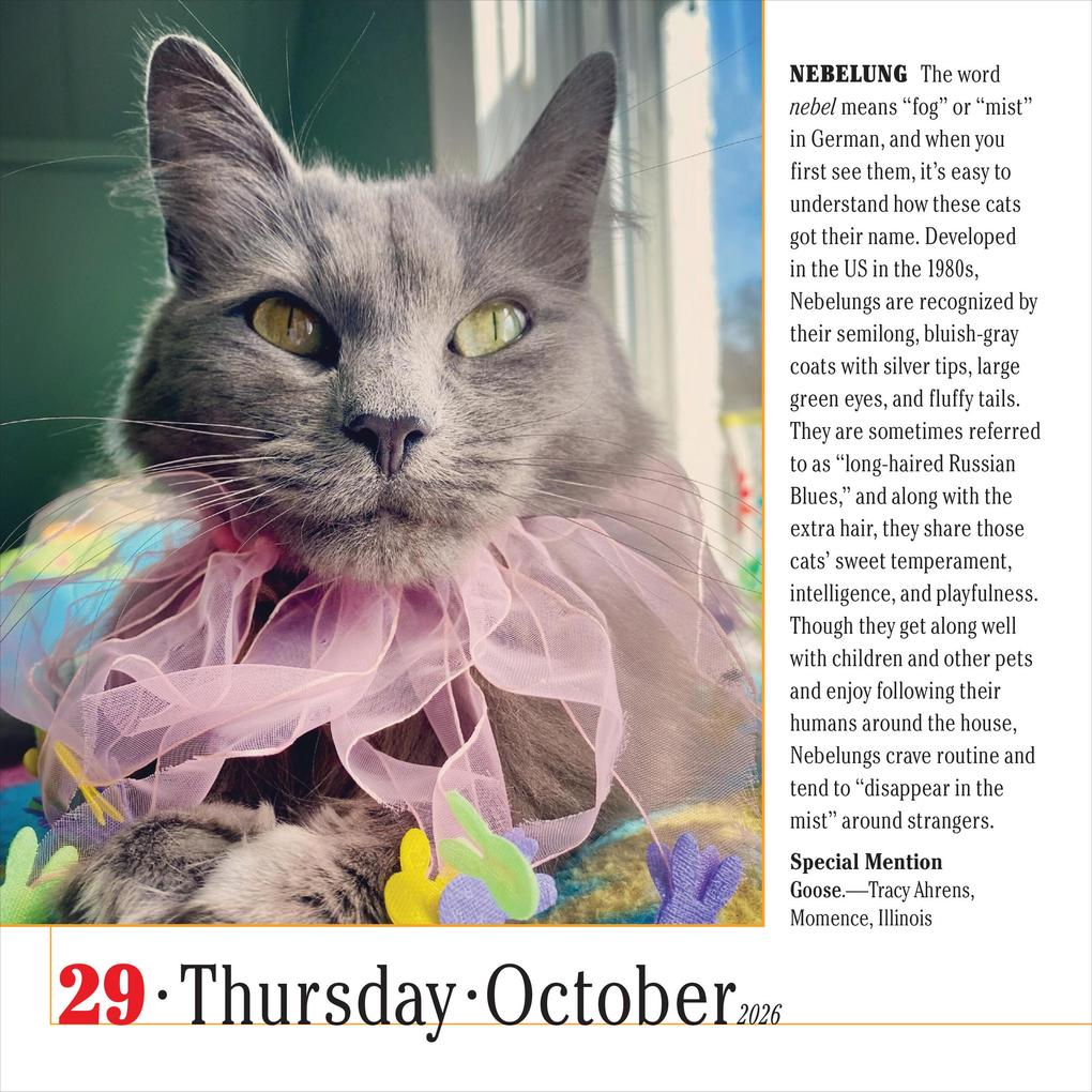 Weitere Ansicht: 365 Cats Page-A-Day® Calendar 2026