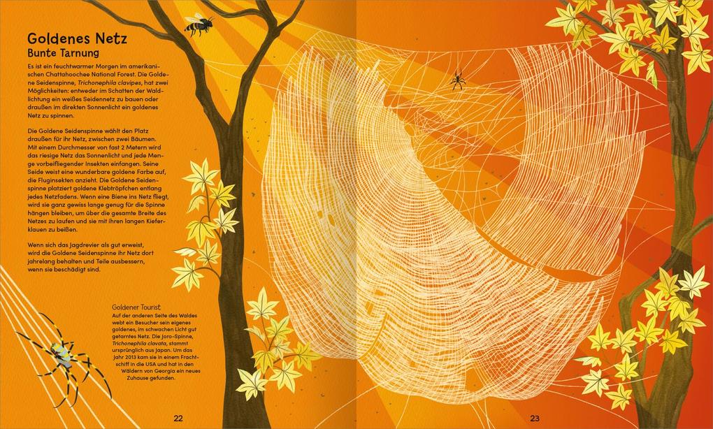 Weitere Ansicht: Wunderwelt der Spinnennetze | Jan Beccaloni