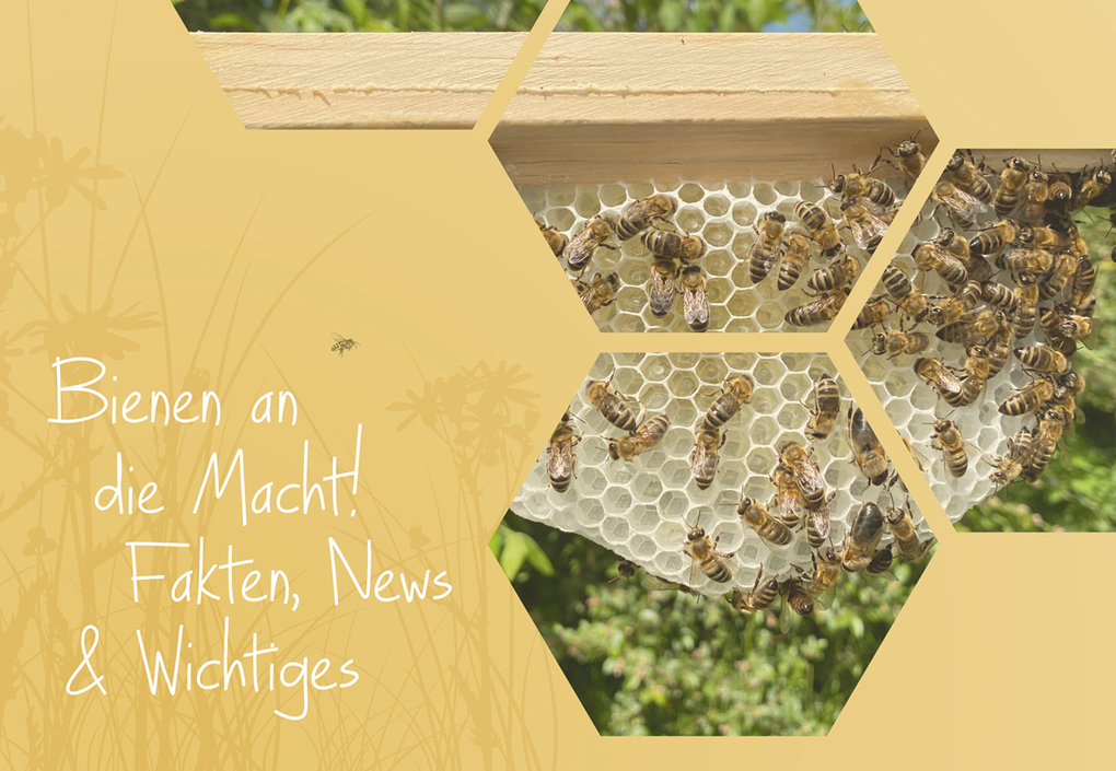 Weitere Ansicht: Imkern mit Naturwabenbau | Undine Westphal