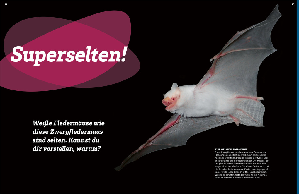 Weitere Ansicht: WAS IST WAS Fledermäuse. Flink durch die Nacht | Daniela Herzberg