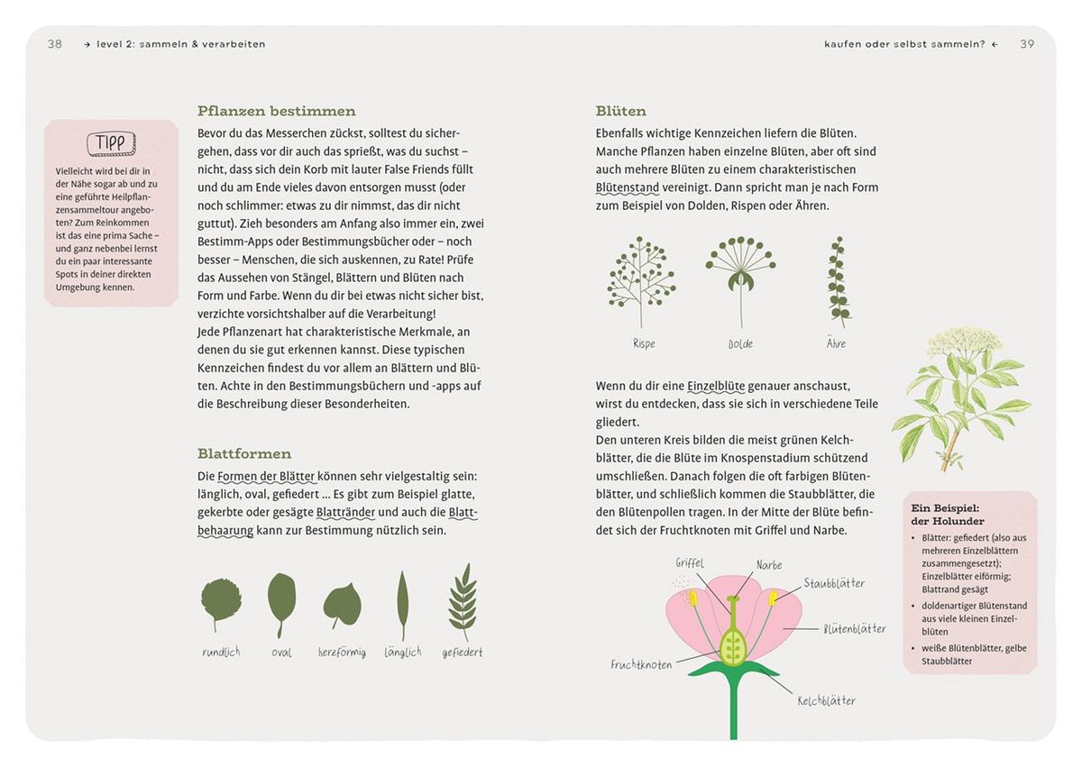 Weitere Ansicht: Dein Projekt. Dein Guide. Heilpflanzen kennen, sammeln, verarbeiten | Rudi Beiser