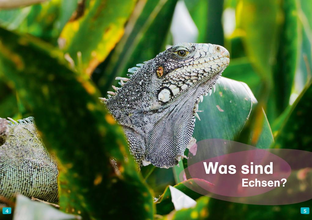 Weitere Ansicht: WAS IST WAS Erstes Lesen. Echsen | Christina Braun