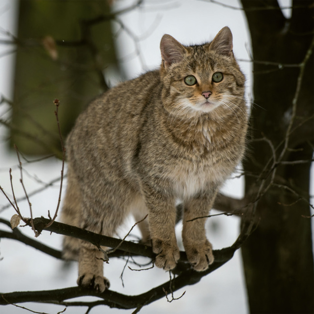 Weitere Ansicht: Einheimische Säugetiere - das Memo-Spiel | Haupt Verlag