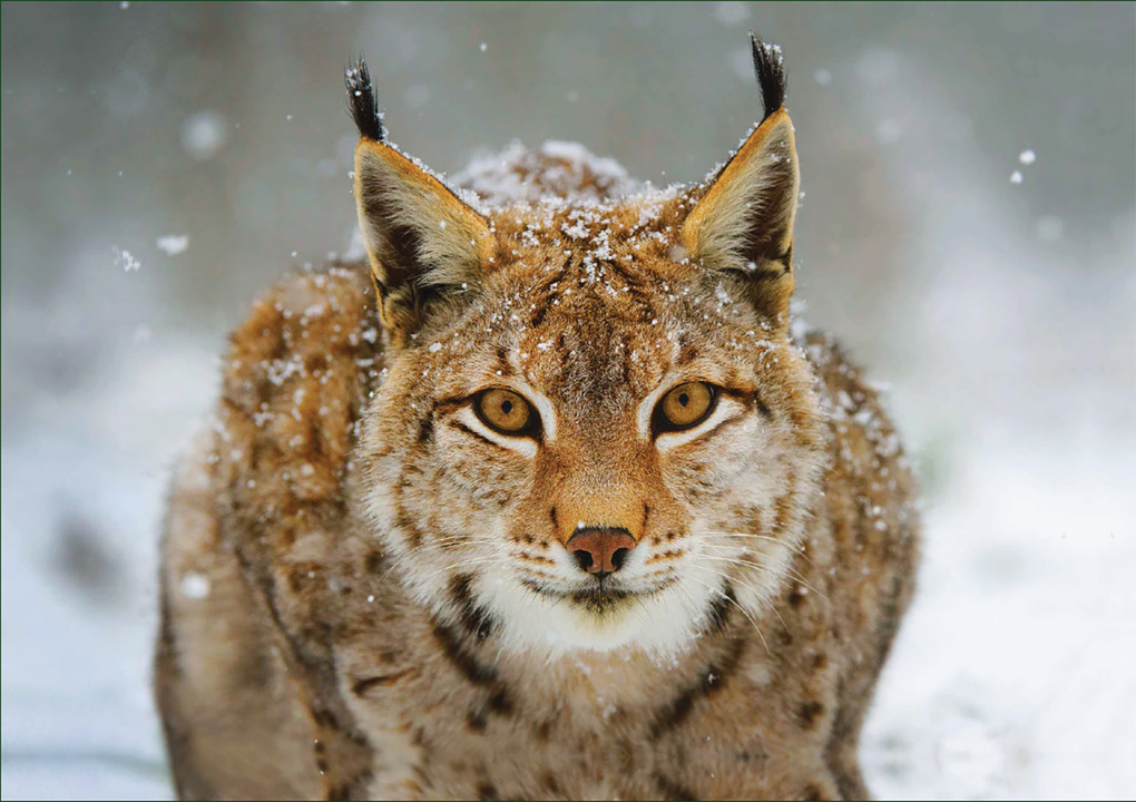 Weitere Ansicht: Luchs - Puzzle