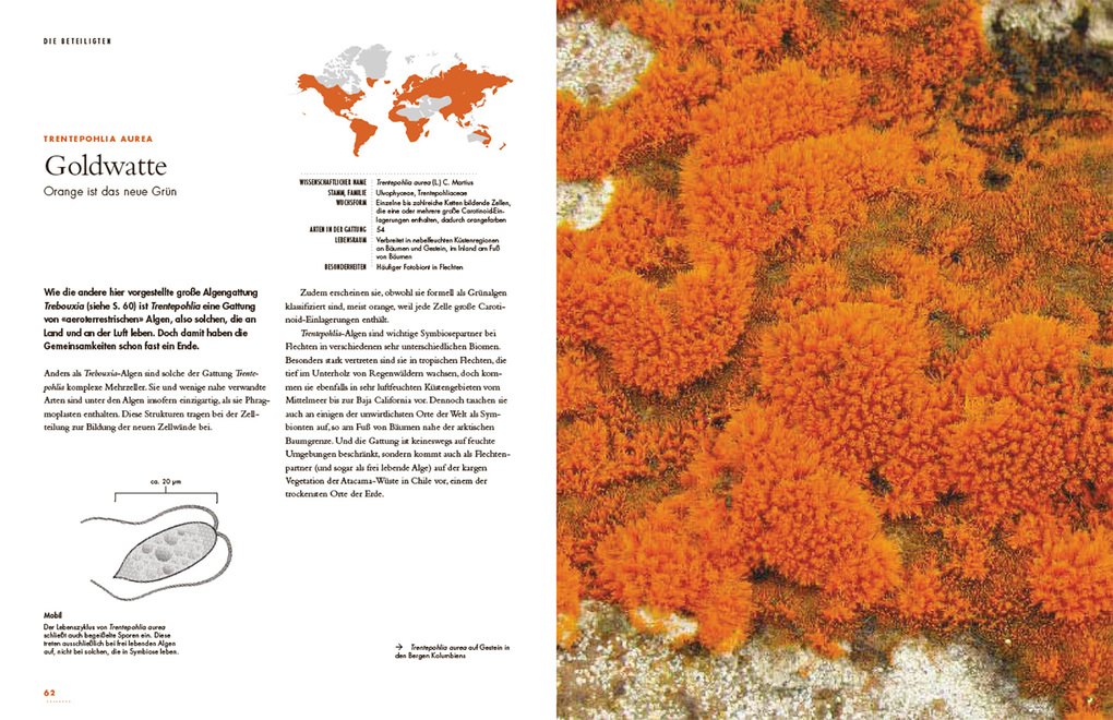 Weitere Ansicht: Flechten | Robert Lücking, Toby Spribille