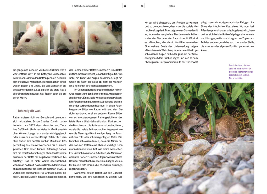 Weitere Ansicht: Ratten | Irene Weinberger