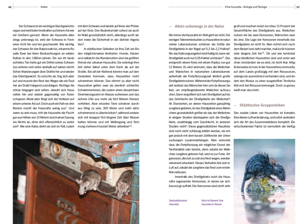 Weitere Ansicht: Ratten | Irene Weinberger