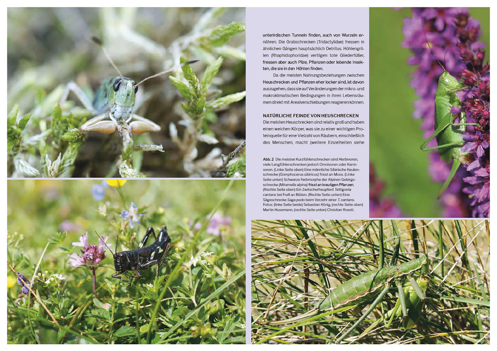 Weitere Ansicht: Die Welt der Heuschrecken