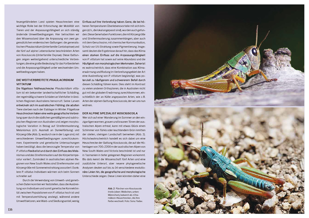 Weitere Ansicht: Die Welt der Heuschrecken