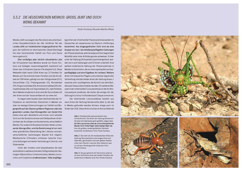 Weitere Ansicht: Die Welt der Heuschrecken