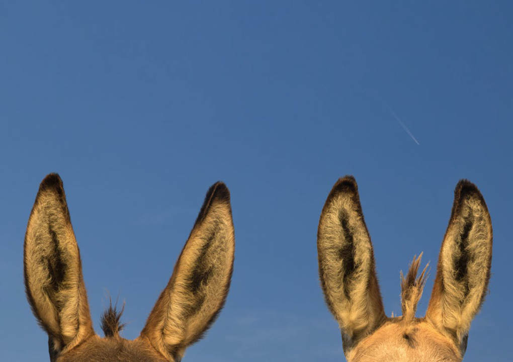 Weitere Ansicht: Postkartenblock Esel