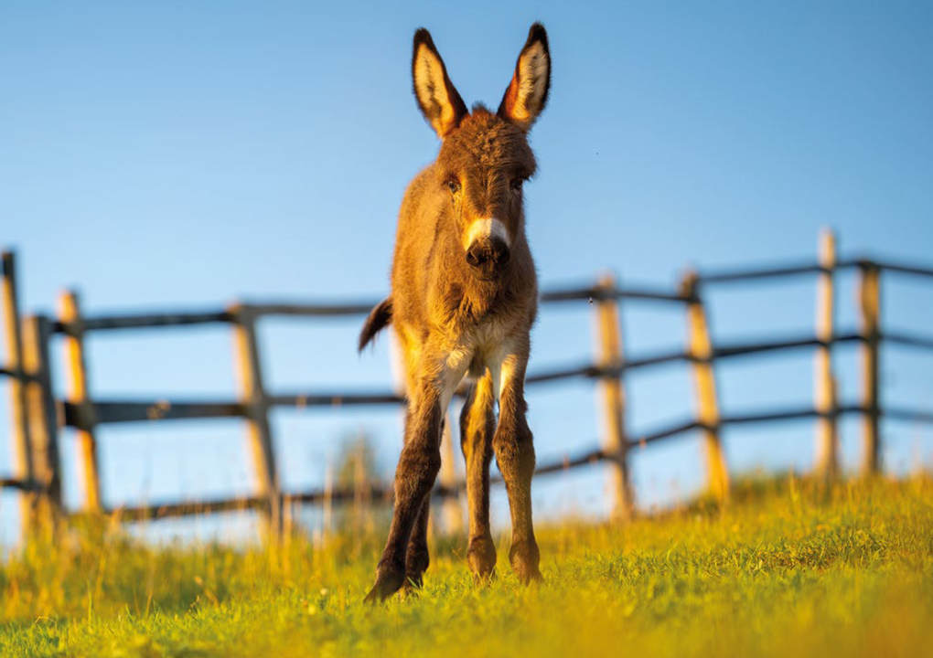 Weitere Ansicht: Postkartenblock Esel