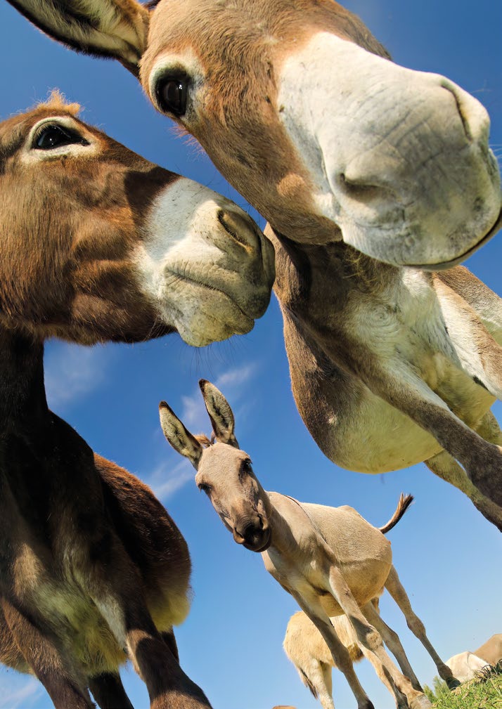 Weitere Ansicht: Postkartenblock Esel