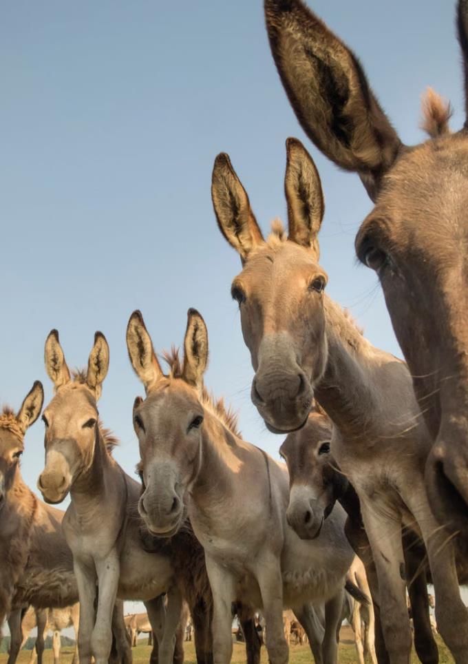 Weitere Ansicht: Postkartenblock Esel