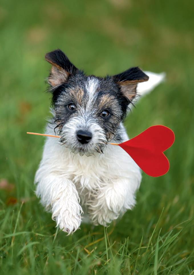 Weitere Ansicht: Postkartenblock Lustige Tiere