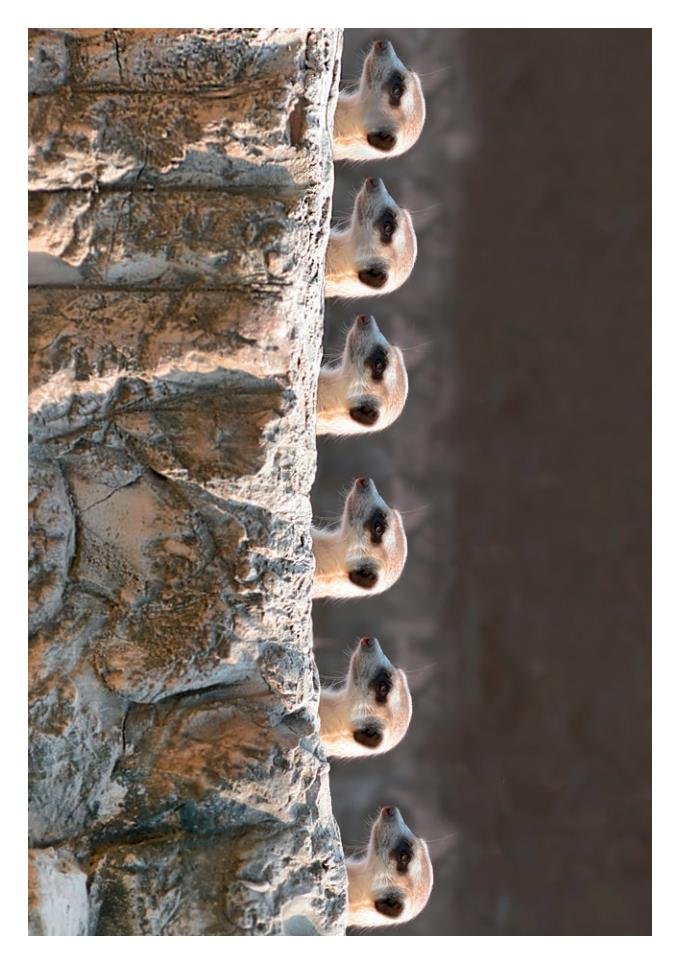 Weitere Ansicht: Postkartenblock Lustige Tiere