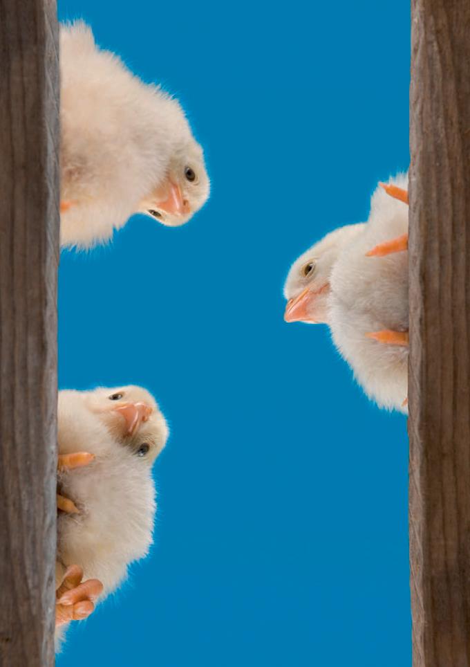 Weitere Ansicht: Postkartenblock Lustige Tiere